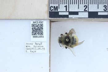 Media type: image;   Entomology 812351 Description: Specimen documentation photo of labelsfrom specimen MCZ:Ent:812351, captured on2025-04-03;  Aspect: labels
